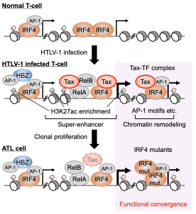HTLV-1感染によるエピゲノム異常の形成メカニズムに関する論文を発表しました