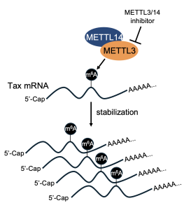 HTLV-1のRNA修飾に関する研究成果を論文発表しました