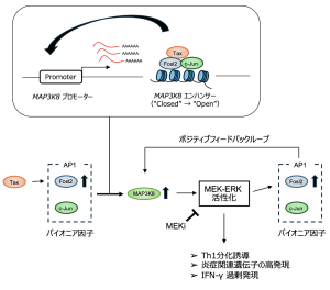 HTLV-1関連脊髄症 (HAM/TSP)のエピジェネティックな異常と炎症メカニズムに関する研究成果がNature Communications誌に掲載されました