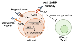 ATL細胞のTreg表現型の制御メカニズムと新たな表面抗原GARPに関する研究成果がLeukemia誌に掲載されました