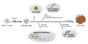 HTLV-1によるゲノム、エピゲノム異常の関する総説を発表しました
